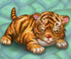 Mój Tygrysek